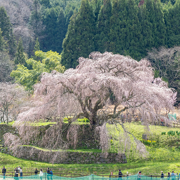 �����q��