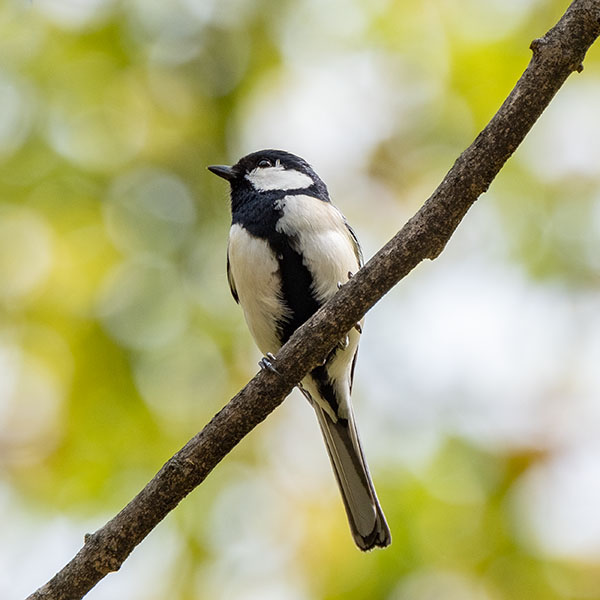 �V�W���E�J�����������