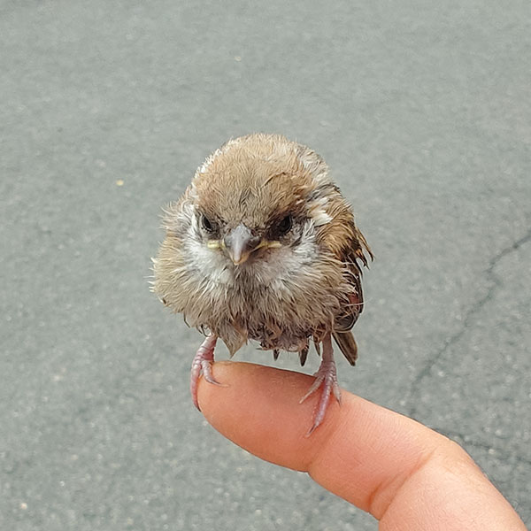 �X�Y���i�̃q�i�j