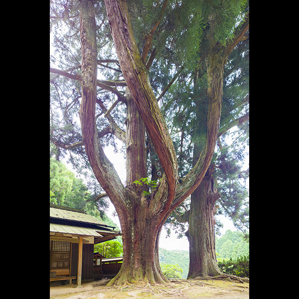 �k���吙�^�ޗǌ�