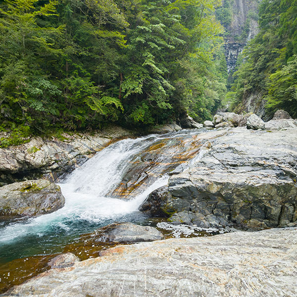 �ޗǌ��^�O�S��̉͌�