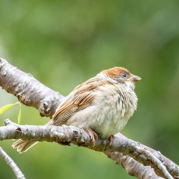 �X�Y���i�c���j