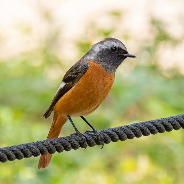 �W���E�r�^�L������~��