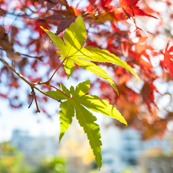 ���݂����V��������