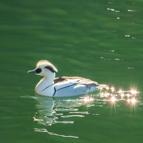 �p���_���i�~�R�A�C�T�^�ޏ��H���j���������