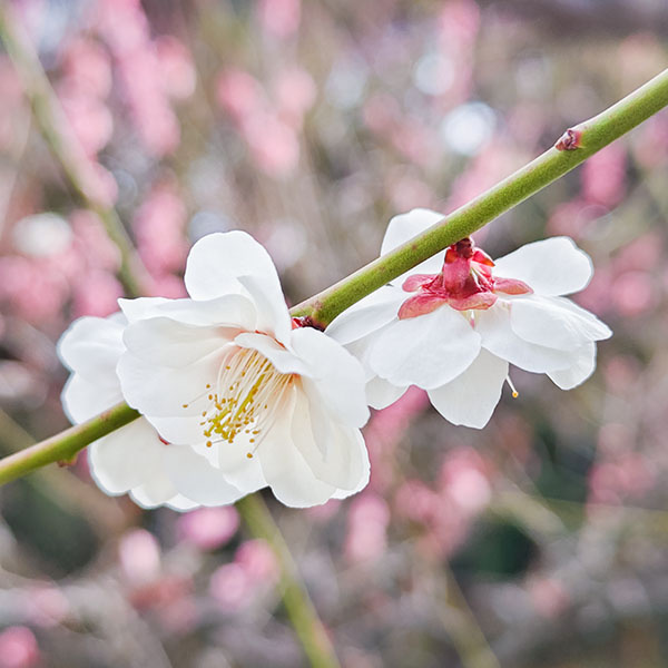 �~�̎ʐ^������~��