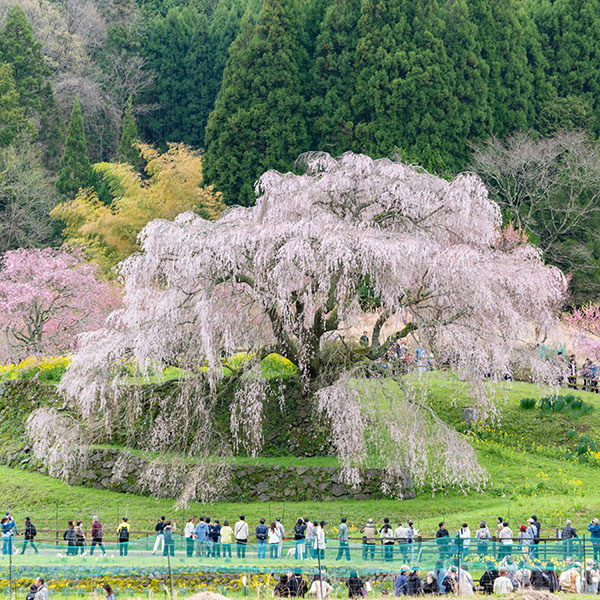 又兵衛桜(本郷の瀧桜)